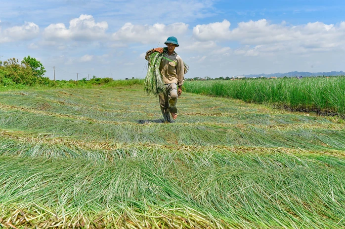 Cây Cói làm chiếu Nga Sơn được phơi trên những cánh đồng