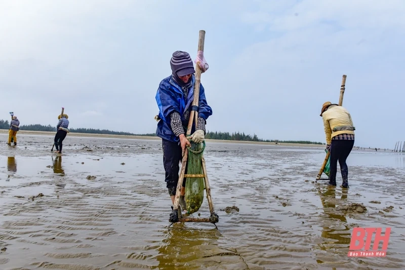 Nghề cào ngao ở những bãi bồi. Ảnh: BTH