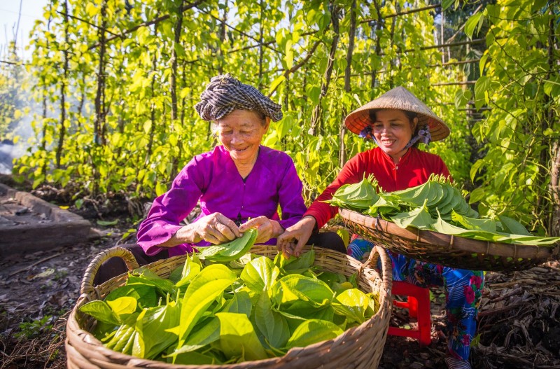 Làng Trầu Vị Thủy